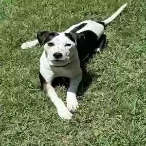 adoptable Dog in Lawrenceville, GA named ONYX