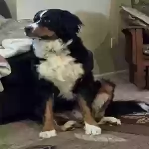 adoptable Dog in Louisburg, KS named Murphy