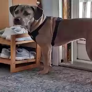 adoptable Dog in Warren, MI named Shelby