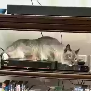 adoptable Cat in Lyman, WY named Jinxy