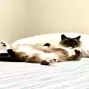 /images/pets/original/2182776_actual_three.webp