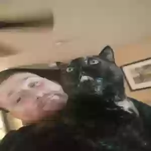adoptable Cat in Manchester, CT named Loki