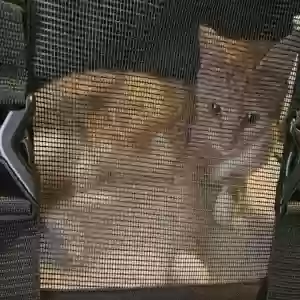 /images/pets/original/2182782_40622_20240918_082033.webp