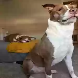 adoptable Dog in Leander, TX named Pawly