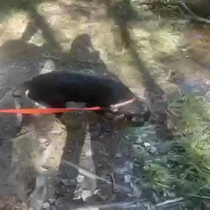 adoptable Dog in Douglasville, GA named Rambo