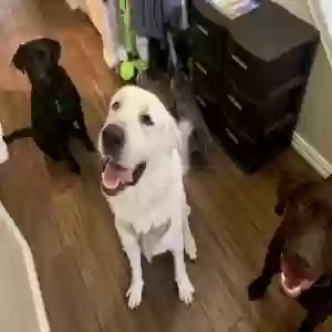 adoptable Dog in Mckinney, TX named Unknown