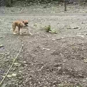 adoptable Dog in Hedgesville, WV named VooDoo