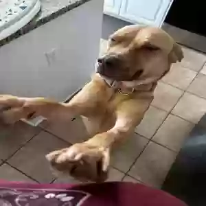 adoptable Dog in West Point, NY named Aggie