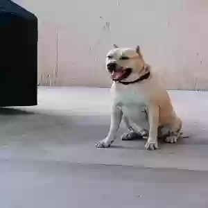 adoptable Dog in Mesa, AZ named Leo
