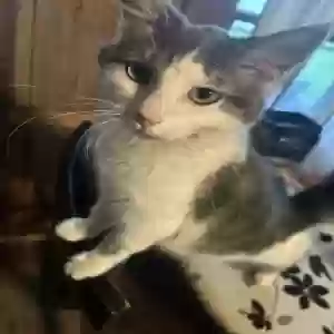 adoptable Cat in Falmouth, KY named Smokey