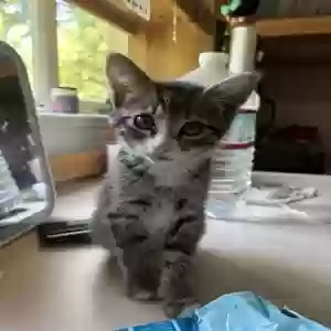adoptable Cat in Campbell, CA named Eevee