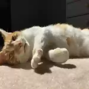 adoptable Cat in Harrisburg, NC named Sonny