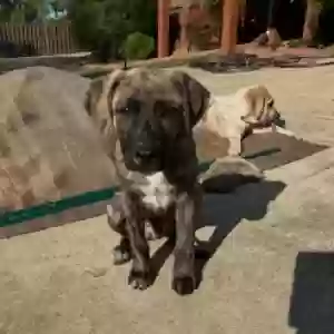 adoptable Dog in Huntsville, AL named Spike
