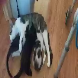 adoptable Cat in New Bern, NC named Unknown