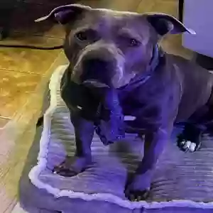 adoptable Dog in Saltillo, MS named Gator