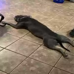 /images/pets/original/2182822_actual_three.webp
