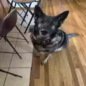 adoptable Dog in Champaign, IL named Rizzo