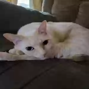 adoptable Cat in Centerton, AR named Bowie