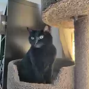 adoptable Cat in Centerton, AR named Luna