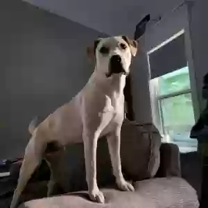 /images/pets/original/2182842_20321_Ne7rnA6i-540117856.webp