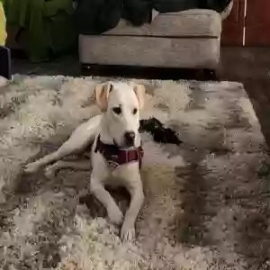 adoptable Dog in Cabot, AR named Bo