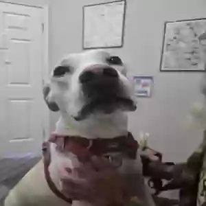 /images/pets/original/2182842_87143_Resized_1000009582_1735913120463.webp