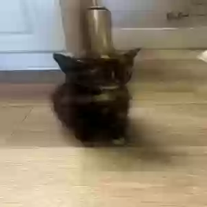 adoptable Cat in Moreno Valley, CA named Unknown
