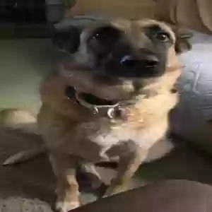 adoptable Dog in Marietta, GA named Ana