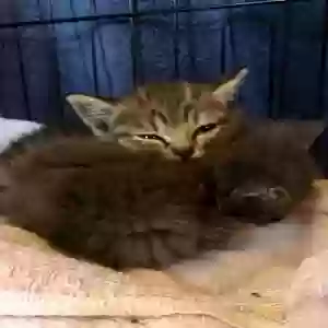 adoptable Cat in Meansville, GA named Juniper