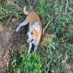 adoptable Dog in Hartford, AR named Lola