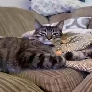 adoptable Cat in Aliso Viejo, CA named Carson