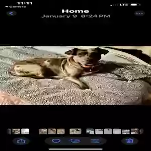 adoptable Dog in Monticello, GA named Unknown
