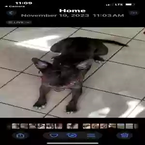 /images/pets/original/2182862_actual_three.webp