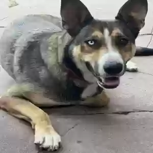 adoptable Dog in San Jose, CA named Trinity