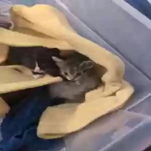 adoptable Cat in Discovery Bay, CA named None