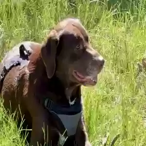 adoptable Dog in Springfield, MA named Mindy