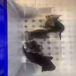 adoptable Cat in Atlanta, GA named Socks