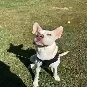 adoptable Dog in La Fayette, GA named Jax