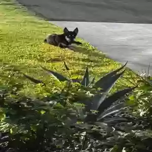 adoptable Dog in Edinburg, TX named Unknown