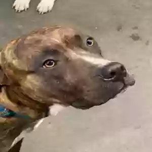 adoptable Dog in Locust Grove, GA named Buddy