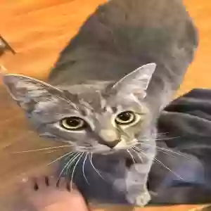 adoptable Cat in Columbia, SC named Boopy Poopy