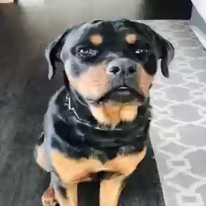 adoptable Dog in Atlanta, GA named Bison