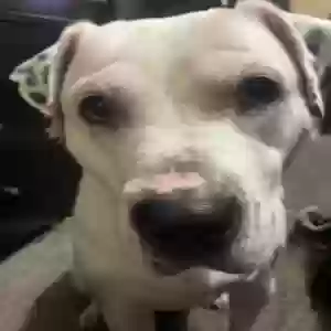 adoptable Dog in Covington, GA named Domino