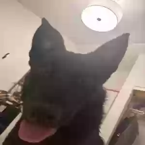 adoptable Dog in Portland, OR named King