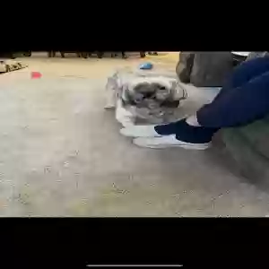 adoptable Dog in Birmingham, AL named Clark
