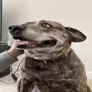 adoptable Dog in Fayetteville, NC named Tigger