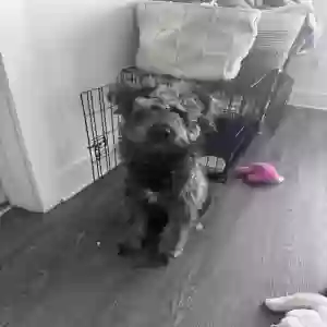 /images/pets/original/2182898_20586_IMG_5284.webp