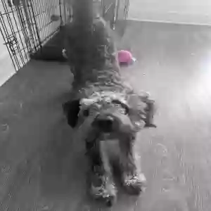 /images/pets/original/2182898_69121_IMG_5289.webp