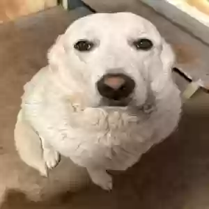 adoptable Dog in Rossville, GA named Polar
