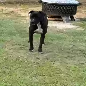 adoptable Dog in Darlington, SC named Not named yet- found on road